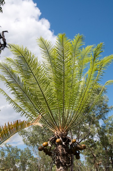 AustraliaAdelaide 10  064